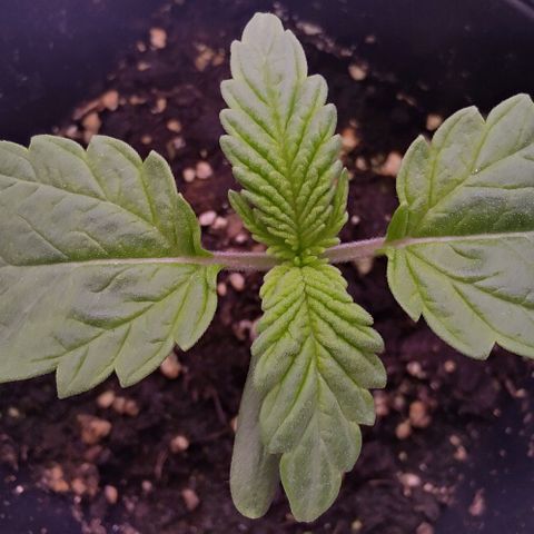 Mimosa Evo growlog photo: Léger surarrosage la veille