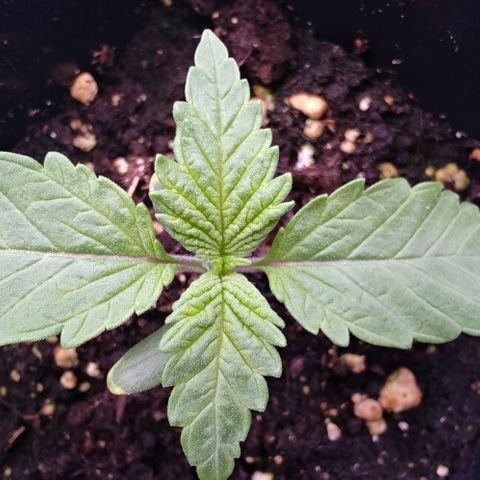 Mimosa Evo growlog photo: Léger surarrosage la veille