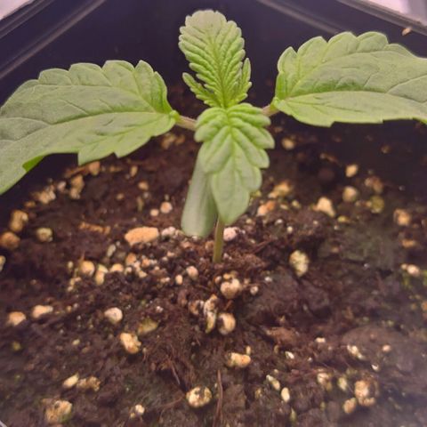 Mimosa Evo growlog photo: Léger surarrosage la veille