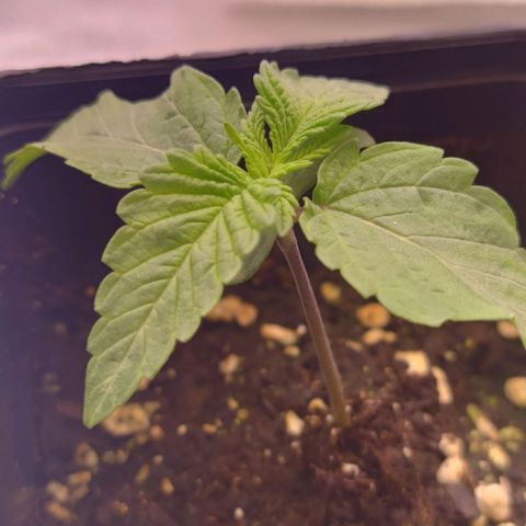 Mimosa Evo growlog photo: Léger surarrosage la veille