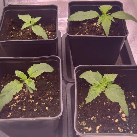 Mimosa Evo growlog photo: Léger surarrosage la veille