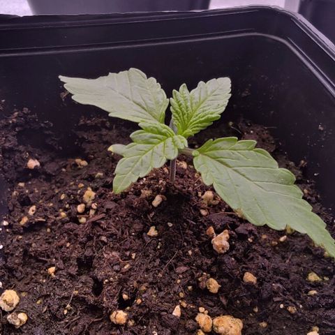 Mimosa Evo growlog photo: Léger surarrosage la veille