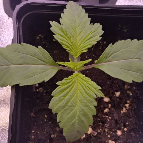 Mimosa Evo growlog photo: Léger surarrosage la veille