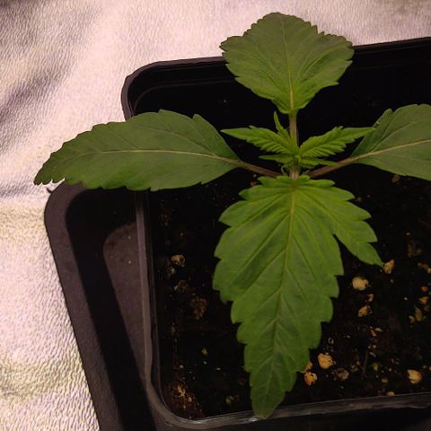 Mimosa Evo growlog photo: Missy la plus développée, montrent qq difformités au niveau de ses 1eres feuilles.
3 folioles d'un côté vs 2 folioles de l'autre