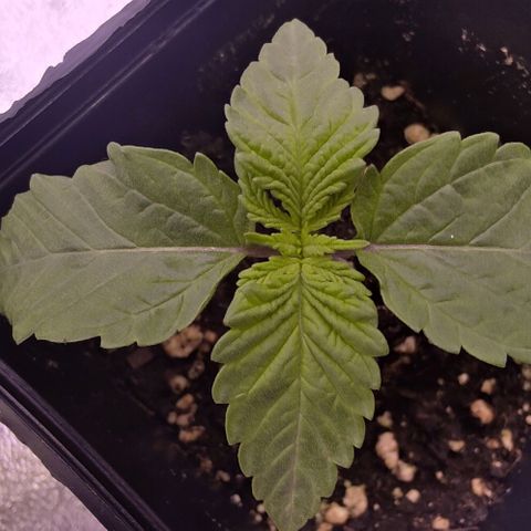 Mimosa Evo growlog photo: Léger surarrosage la veille