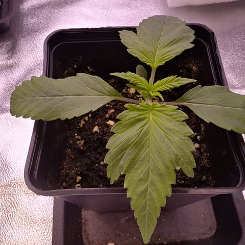 Mimosa Evo growlog photo: Missy la plus développée, montrent qq difformités au niveau de ses 1eres feuilles.
3 folioles d'un côté vs 2 folioles de l'autre