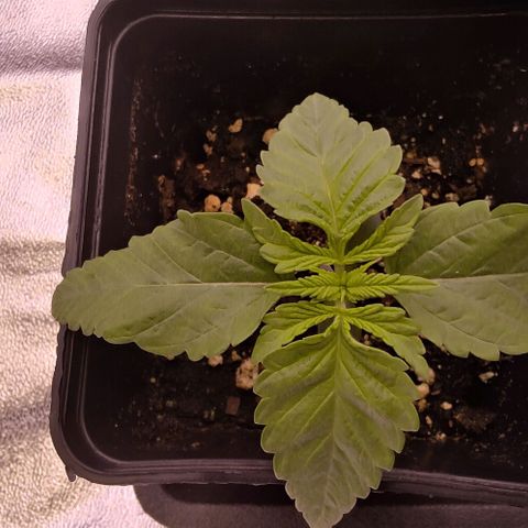 Mimosa Evo growlog photo: Queen et Aaliyah expriment des phénotypes très similaire.
Elles seront intéressantes pour faire des comparatif
