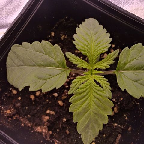 Mimosa Evo growlog photo: Queen et Aaliyah expriment des phénotypes très similaire.
Elles seront intéressantes pour faire des comparatif