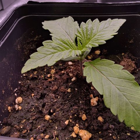 Mimosa Evo growlog photo: Dynamitee a un phéno qui ressemble a missy, elle est trapu mais semble robuste malgré son retard de croissance
