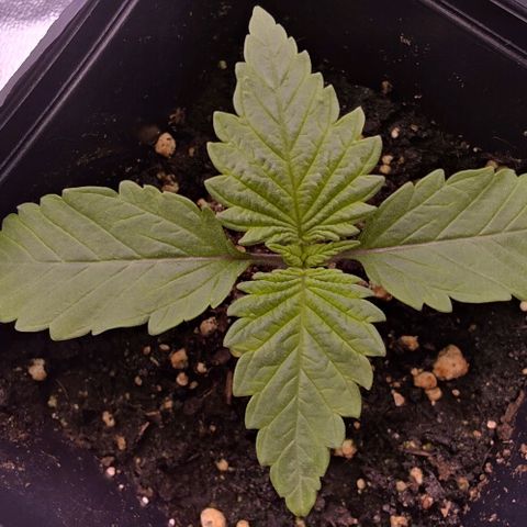 Mimosa Evo growlog photo: Dynamitee a un phéno qui ressemble a missy, elle est trapu mais semble robuste malgré son retard de croissance