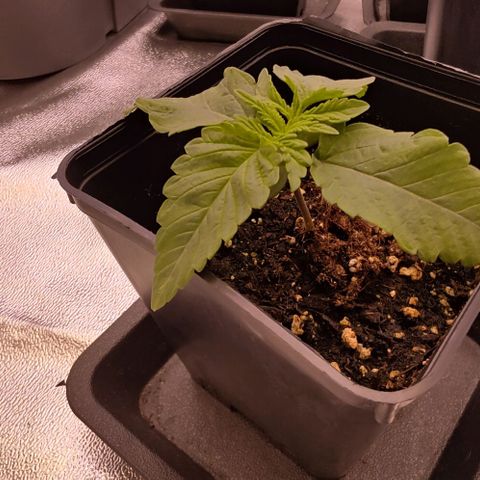 Mimosa Evo growlog photo: Queen et Aaliyah expriment des phénotypes très similaire.
Elles seront intéressantes pour faire des comparatif