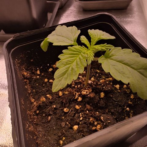 Mimosa Evo growlog photo: Queen et Aaliyah expriment des phénotypes très similaire.
Elles seront intéressantes pour faire des comparatif
