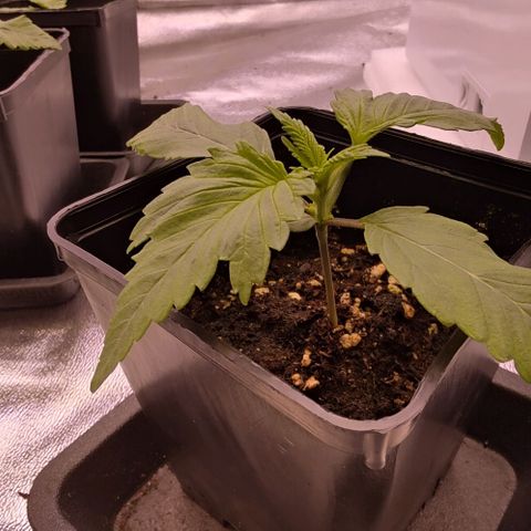 Mimosa Evo growlog photo: Missy la plus développée, montrent qq difformités au niveau de ses 1eres feuilles.
3 folioles d'un côté vs 2 folioles de l'autre