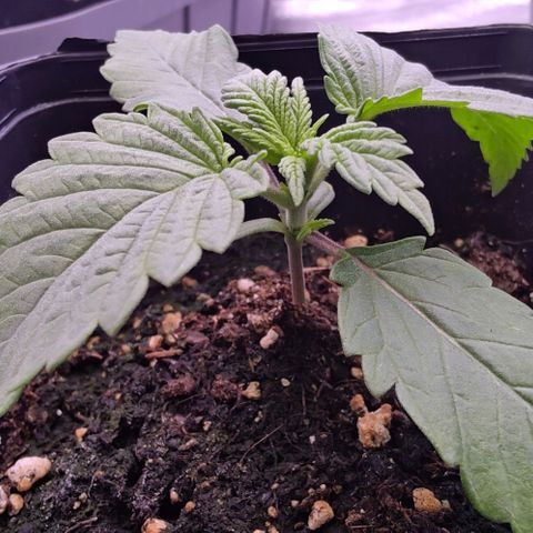 Mimosa Evo growlog timeline photo