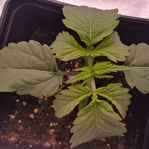 Mimosa Evo growlog timeline photo