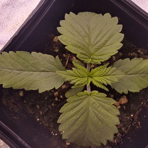 Mimosa Evo growlog timeline photo