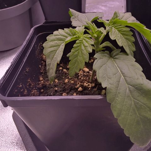 Mimosa Evo growlog timeline photo