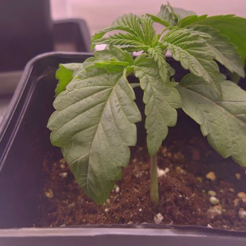 Mimosa Evo growlog timeline photo