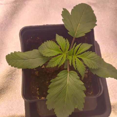 Mimosa Evo growlog timeline photo