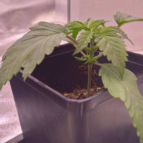 Mimosa Evo growlog timeline photo