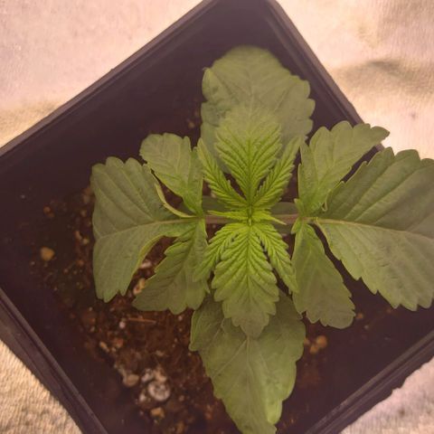 Mimosa Evo growlog timeline photo