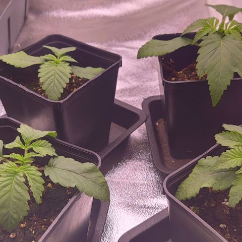 Mimosa Evo growlog timeline photo