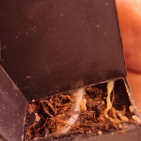 Mimosa Evo growlog photo: Roots