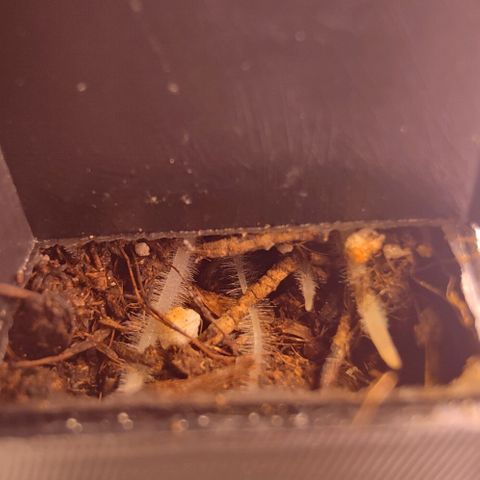 Mimosa Evo growlog photo: Roots