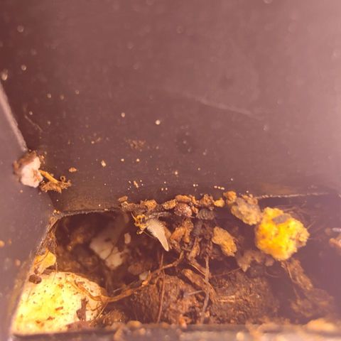 Mimosa Evo growlog photo: Roots