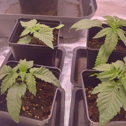 Mimosa Evo growlog photo: Roots