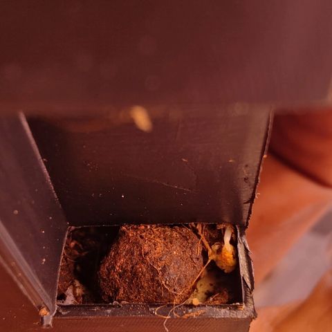 Mimosa Evo growlog photo: Roots