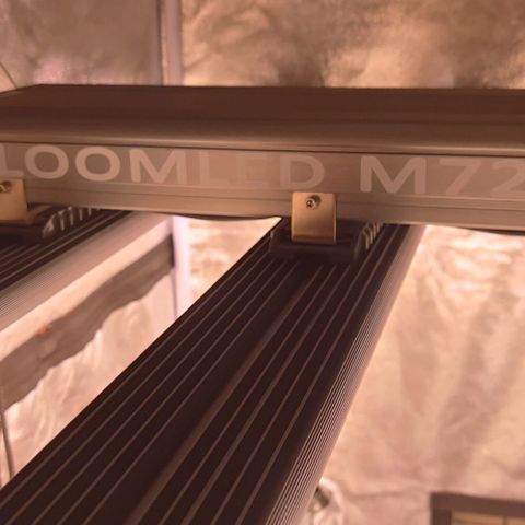 Mimosa Evo growlog timeline photo