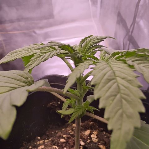 Mimosa Evo growlog timeline photo