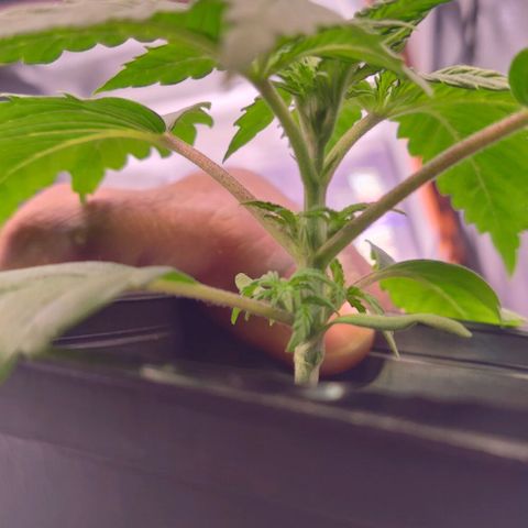 Mimosa Evo growlog timeline photo
