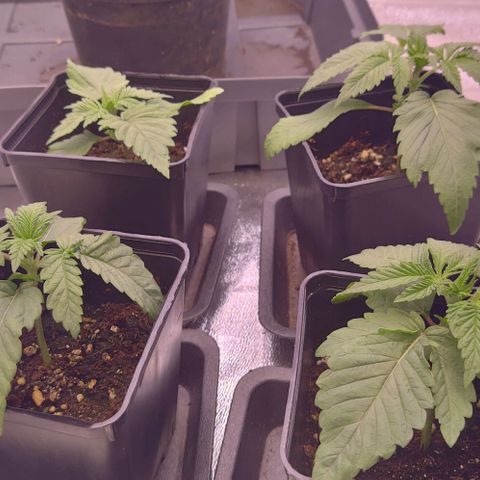 Mimosa Evo growlog timeline photo