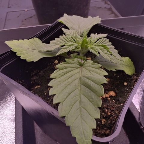 Mimosa Evo growlog timeline photo