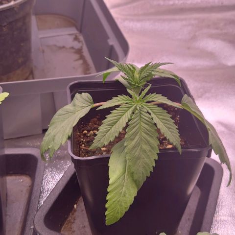 Mimosa Evo growlog timeline photo