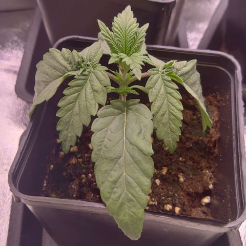 Mimosa Evo growlog timeline photo