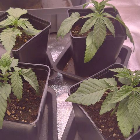 Mimosa Evo growlog timeline photo