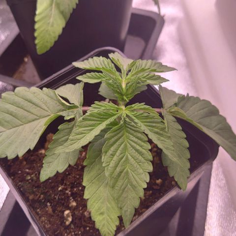Mimosa Evo growlog timeline photo