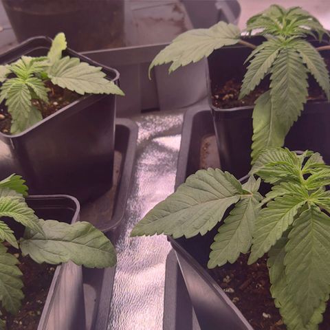 Mimosa Evo growlog timeline photo