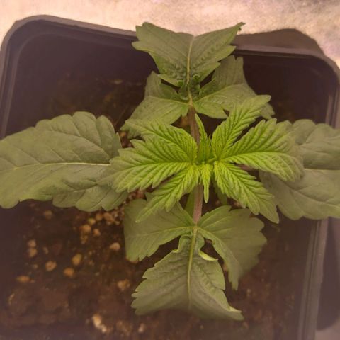 Mimosa Evo growlog timeline photo