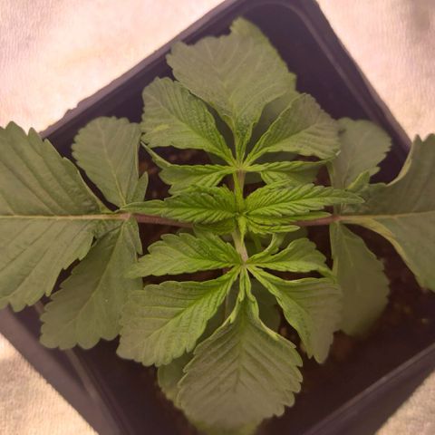 Mimosa Evo growlog timeline photo