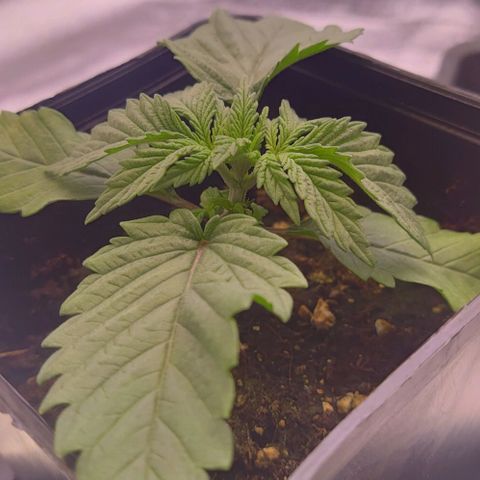 Mimosa Evo growlog timeline photo