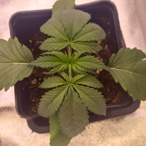 Mimosa Evo growlog timeline photo