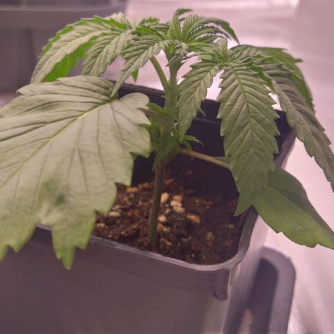 Mimosa Evo growlog timeline photo