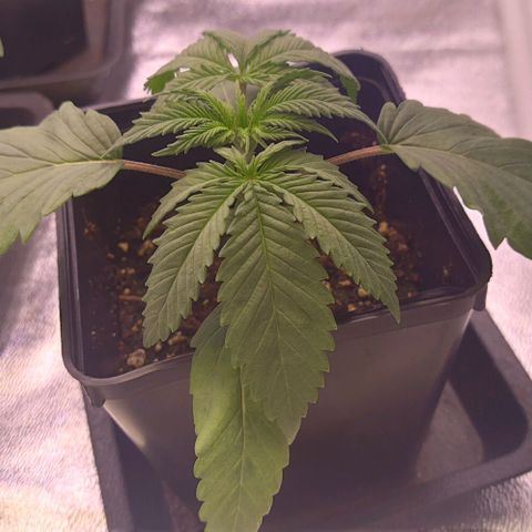 Mimosa Evo growlog timeline photo