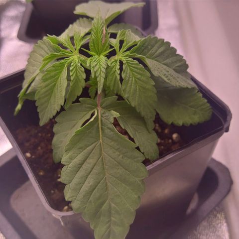 Mimosa Evo growlog timeline photo