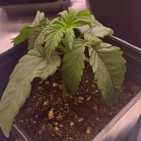 Mimosa Evo growlog timeline photo
