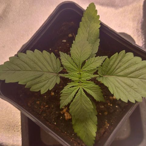 Mimosa Evo growlog timeline photo